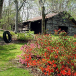 Dream Scapes Lawn