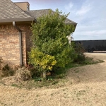 Flower Bed