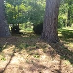 Back Yard Clean Up