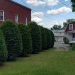 Hedge trimming
