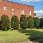 Hedge trimming