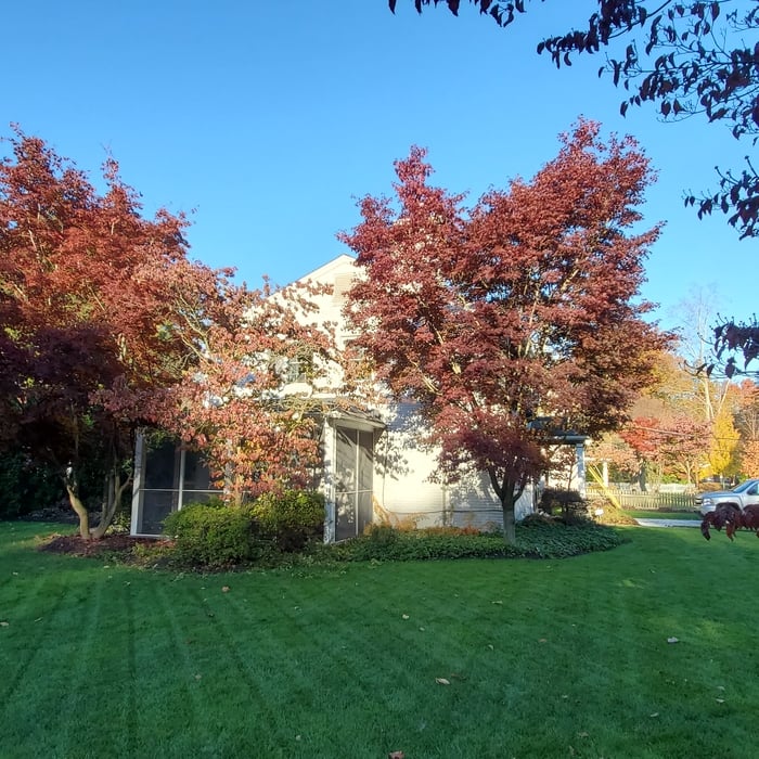 Japenese maple pruning