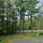 Tree Trimming