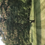 Residential mowing job