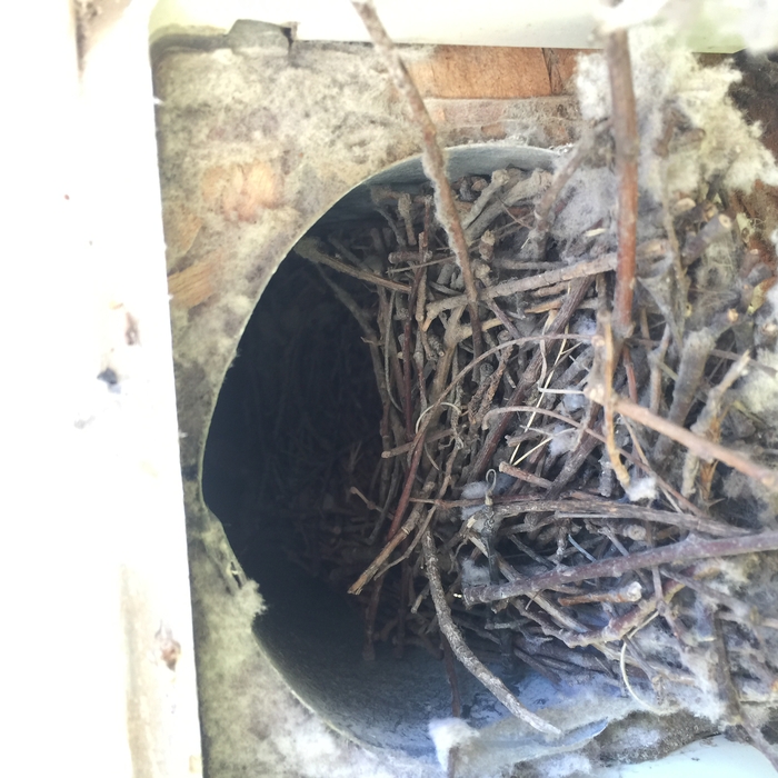 Dryer Vent Cleaning