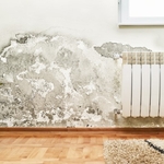 Family Room Mold