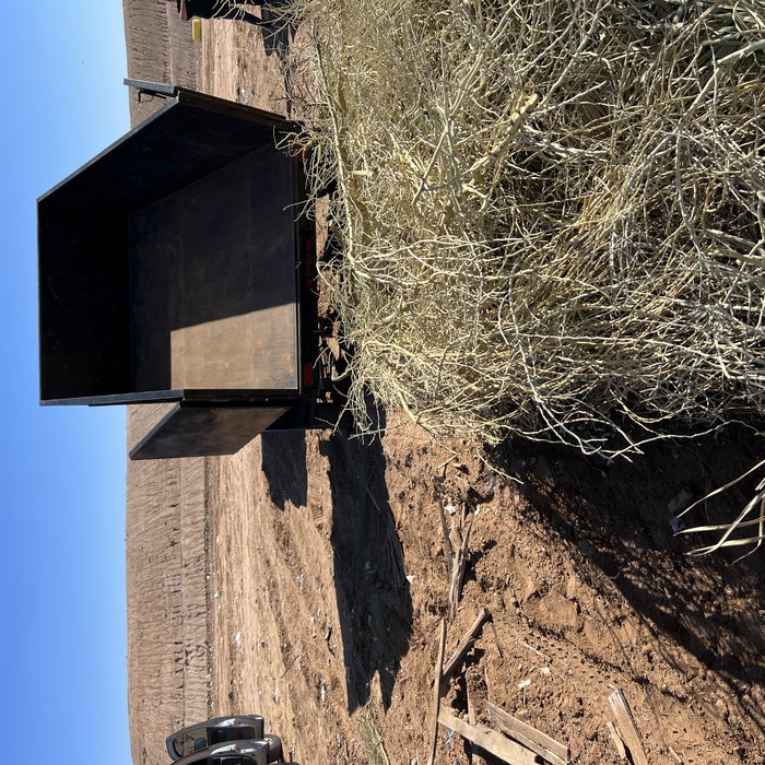 Some Palo Verde