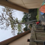 Tree service