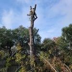 Tree service