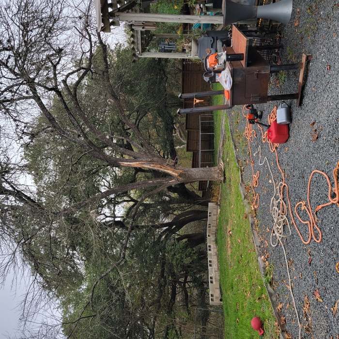 Tree service
