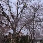 Tree Removal