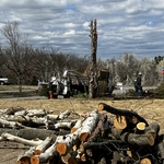 Tree Removal