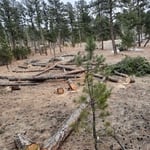 Pine beetle