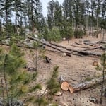 Pine beetle