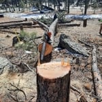Pine beetle