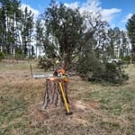 Pine beetle