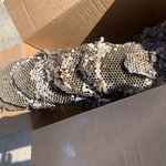 Yellow Jacket nest