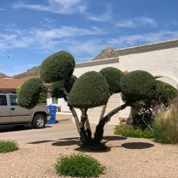 Lawn Care