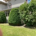 After Shrub Trimming