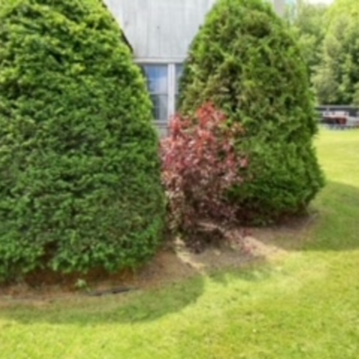 After Shrub Trimming