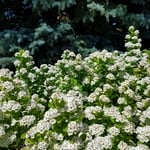 yard maintenance