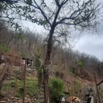 Tree Removal