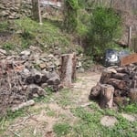 Tree Removal