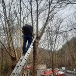 Tree Trim