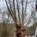 Tree Trim