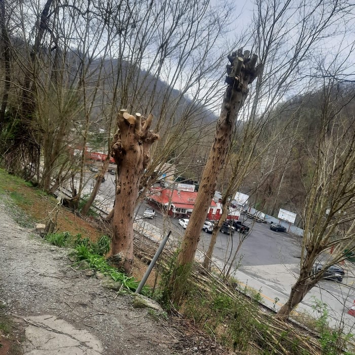 Tree Trim