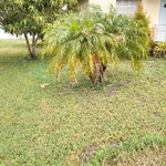Yard Maintainance