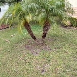 Yard Maintainance