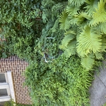 Clear Overgrowth Around AC Unit
