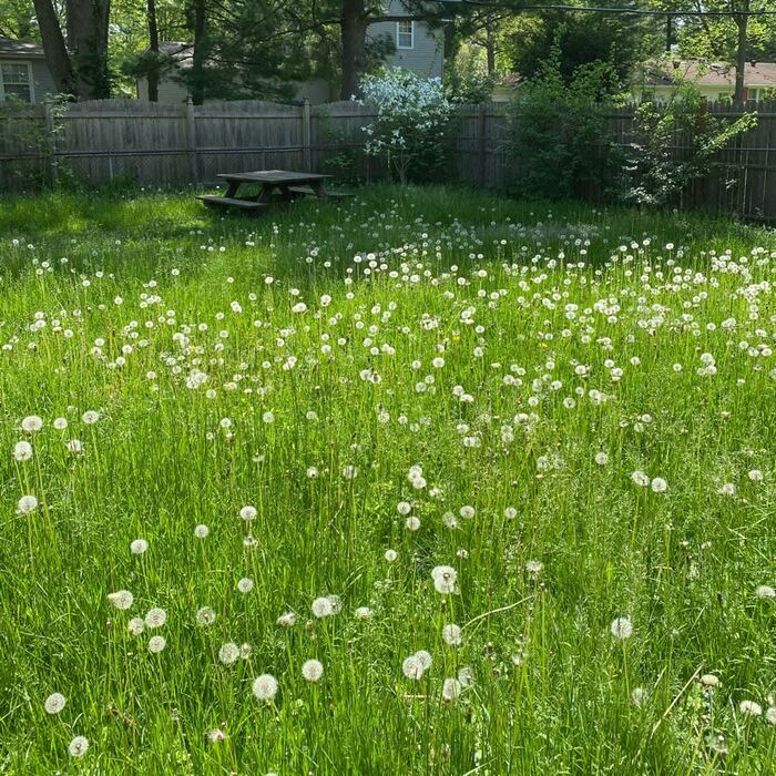 Mowing Over Grown Lawn