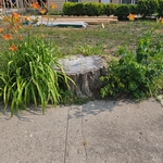 Stump Grinding