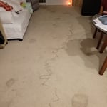 Pet urine treatment and deep cleaning