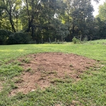 stump grinding