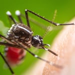Mosquito Flea and Tick