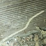 Termite Shelter Tube on Floorjoist