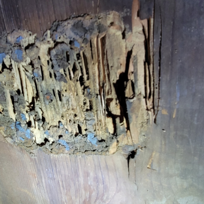 Termite Damage