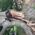 Storm Damaged Beech