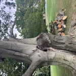 Repaired Tree