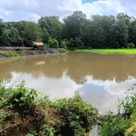 Dredging pond silt