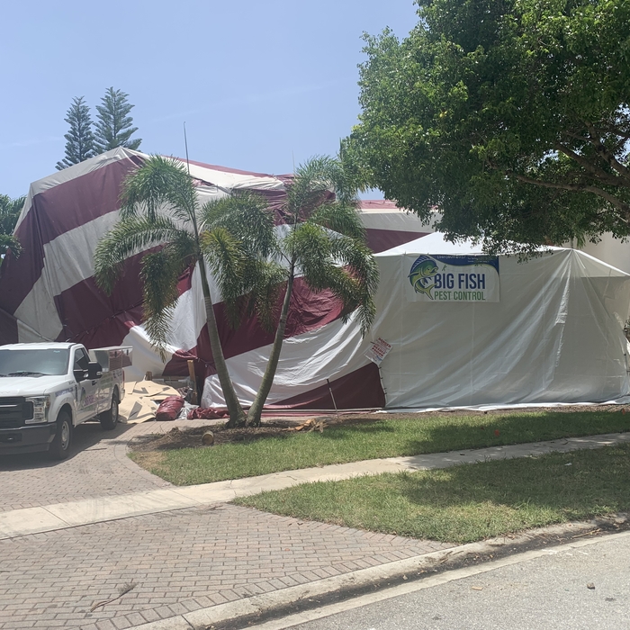 Tent Fumigation