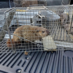 caught critters