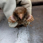 caught critters