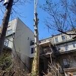 Brooklyn Tree Removal