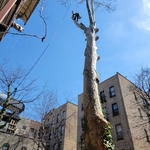 Brooklyn Tree Removal