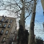 Brooklyn Tree Removal