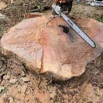 Brooklyn Tree Removal